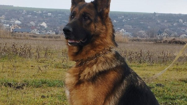 S-a îmbătat și a furat un câine. Ce pedeapsă a primit hoțul din Căușeni