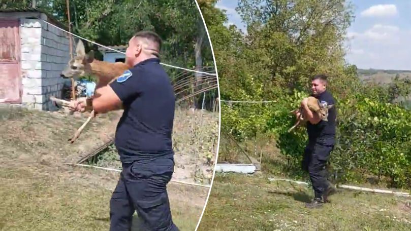 Un căprior a fost eliberat din captivitate la Ocnița