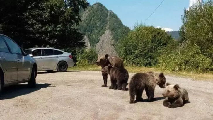 Zona din România unde au apărut marcaje cu avertismente pentru hrănirea urșilor