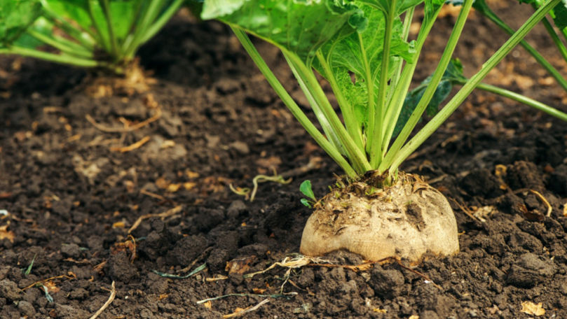 Agricultorii anticipează o recoltă bună de sfeclă de zahăr în acest an
