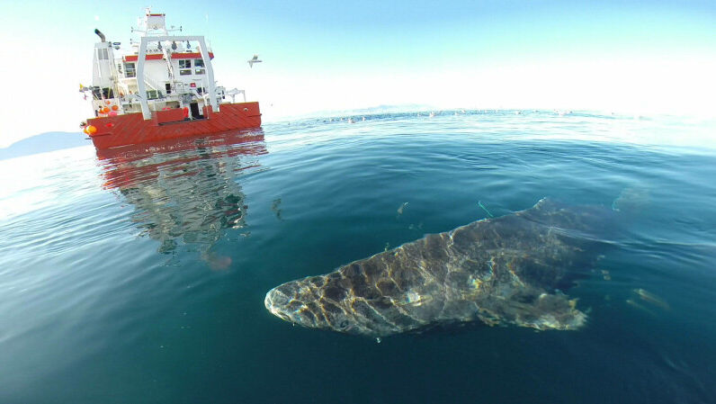 Creatura rară care poate trăi 500 de ani, găsită în ocean