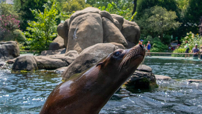 New York: Un leu de mare a evadat de la grădina zoologică după inundații