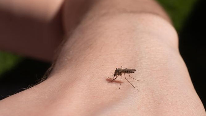 România: Femeia infectată cu virusul West Nile a murit