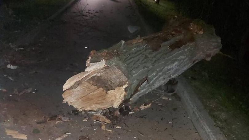 Un copac uscat a căzut într-un parc din Capitală: Veneau oameni din ambele părți