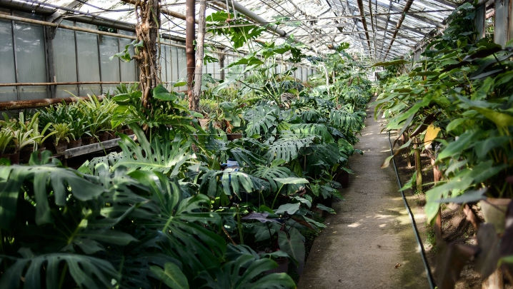 Petrecere la Grădina Botanică: Oamenii au admirat plantele