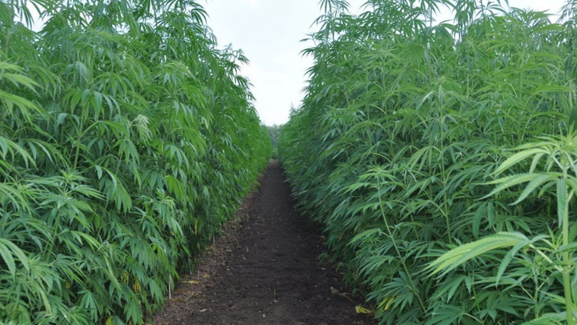 În 2024, în Moldova ar putea fi permisă cultivarea cânepii industriale