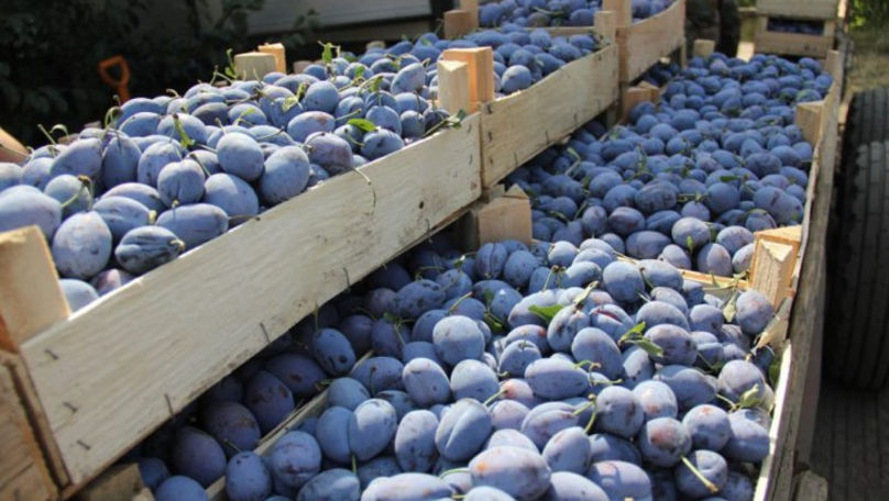 R. Moldova a ajuns cel mai mare exportator de prune din emisfera nordică