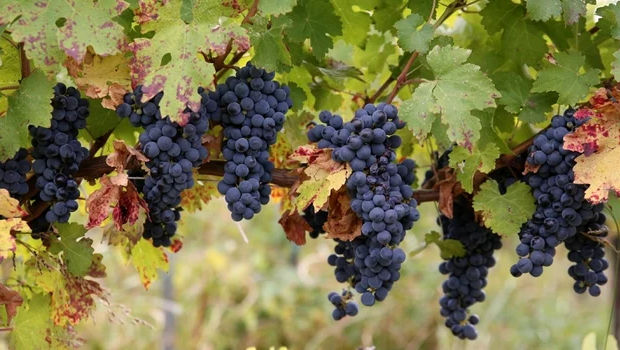 Seceta din această vară a redus recolta de struguri cu 15%