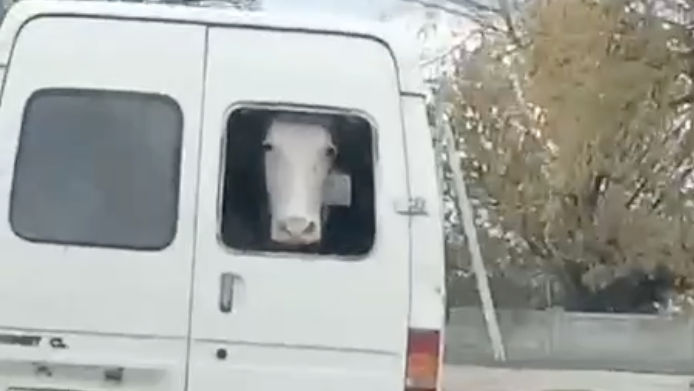 O vacă, surprinsă în timp ce este transportată într-un microbuz în stânga Nistrului