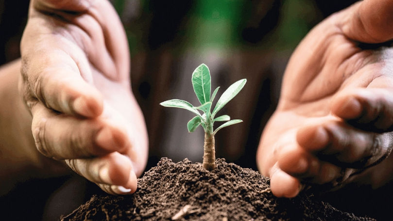 Parlamentul a adoptat un proiect privind protecția produselor vegetale