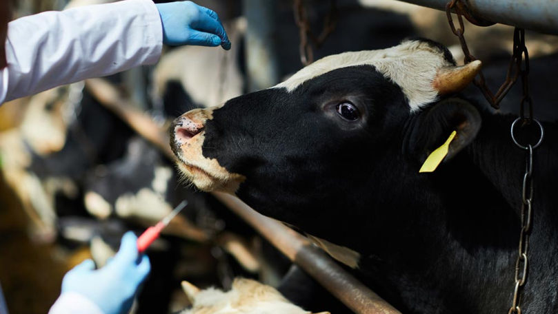 Tinerii veterinari care se vor angaja în sate vor primi 200.000 de lei
