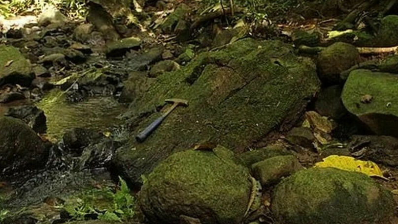 Descoperire spectaculoasă pe o insulă din Panama: Nu credeam că vom găsi lemn fosilizat