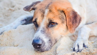 Un câine abandonat într-un sac a fost salvat, apoi a devenit viral