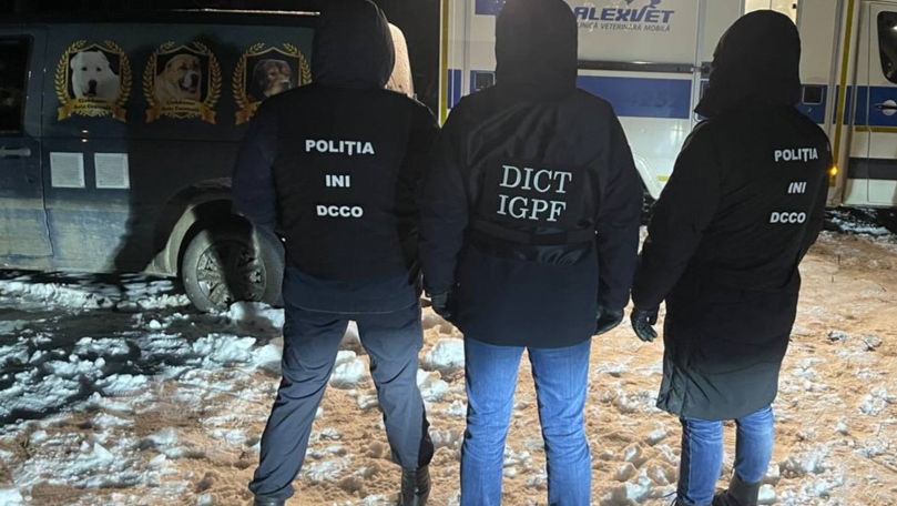 Luptele ilegale între câini: Un moldovean, printre persoanele reținute