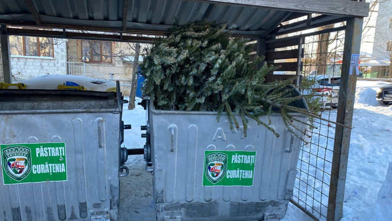 Brazii aruncați după sărbători vor fi reciclați. Îndemnul Primăriei