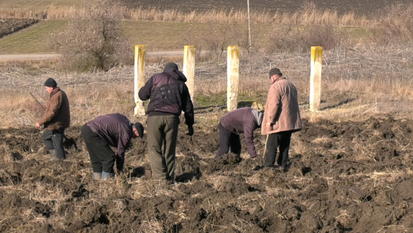 Locuitorii dintr-un sat din Căușeni au plantat o pădure de salcâm