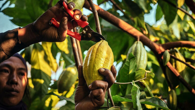 Preţuri-record la cacao din cauza fenomenului El Nino