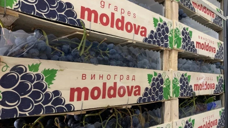 Volumul exportului strugurilor de masă, un record istoric pentru Moldova