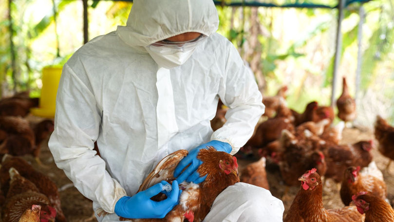 ANSA: În ultima săptămână au fost eliminate șapte focare de gripă aviară