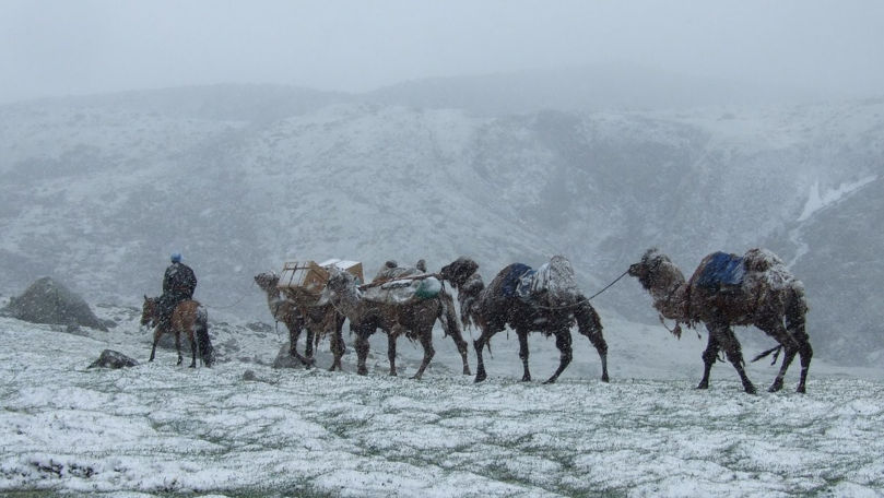 Cinci milioane de animale au murit în cea mai grea iarnă din Mongolia