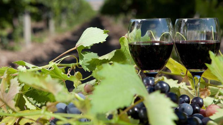 Un muzeu al vinului și viței-de-vie urmează să fie deschis în Moldova