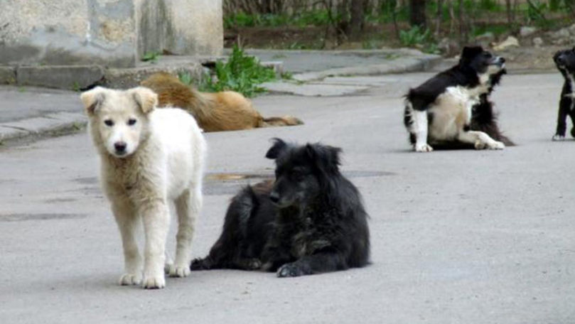 Problema câinilor maidanezi din municipiul Soroca, nerezolvată