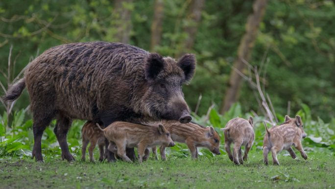 Un caz de pestă porcină, înregistrat în raionul Dondușeni