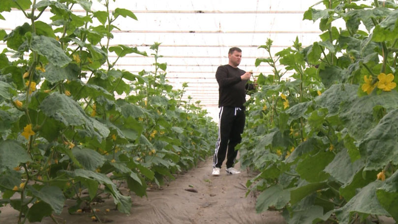 Castraveții întârzie să apară pe piață din cauza temperaturilor scăzute