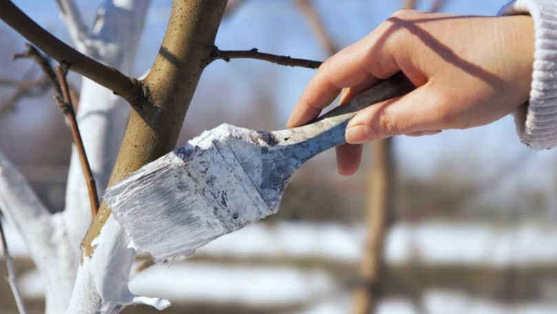 Primăria Chișinău îndeamnă cetățenii să evite văruitul arborilor din oraș