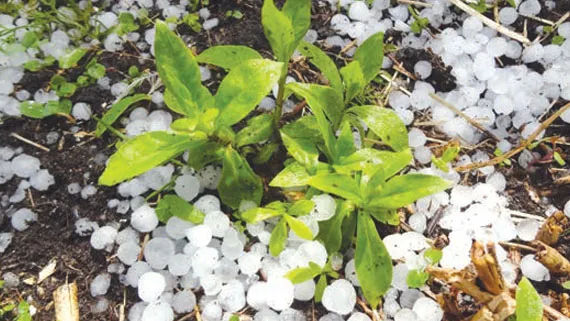 Agricultorii afectați de ploi sunt îndemnați să se adreseze la primării