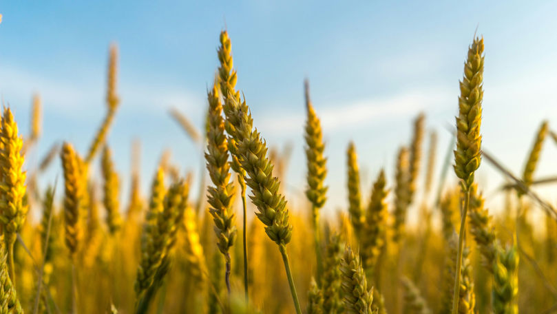 Situație anormală în agricultură: Cerealele s-au dezvoltat prea rapid din cauza temperaturilor