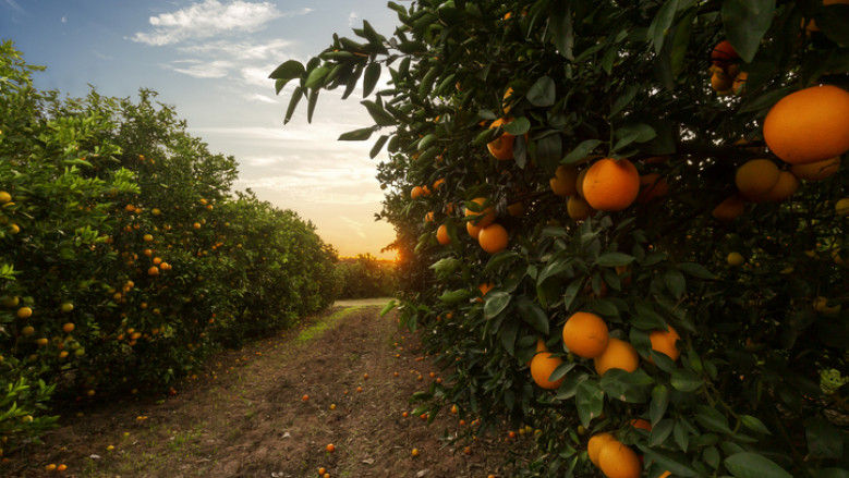 Schimbările climatice afectează cel mai mare producător de portocale