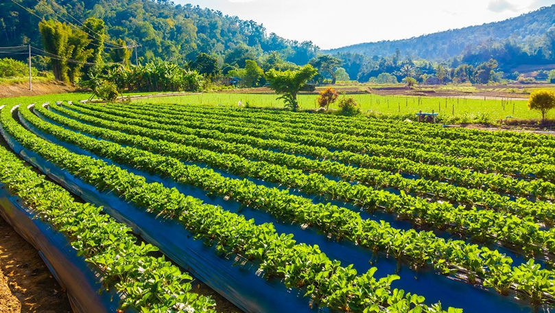 Doar 1,4% din suprafața terenurilor agricole din Moldova conțin cultivații eco