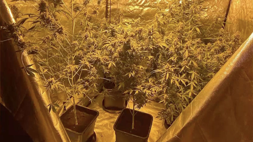 Și-a făcut laborator și creștea marijuana: Ce pedeapsă riscă bărbatul