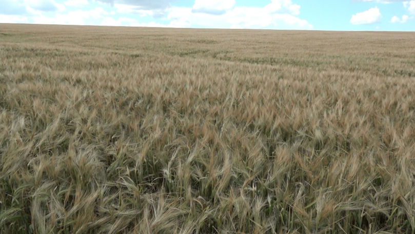 Cioc-Maidan: Sute de hectare de cereale, afectate de grindină