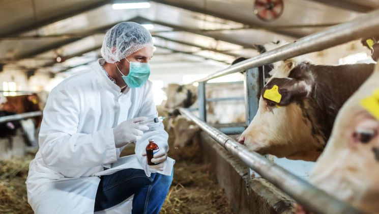Activitatea sanitară veterinară va fi reglementată de o lege nouă