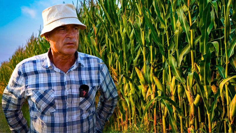 Un agricultor creează hibrizi de porumb productivi în condiții de secetă