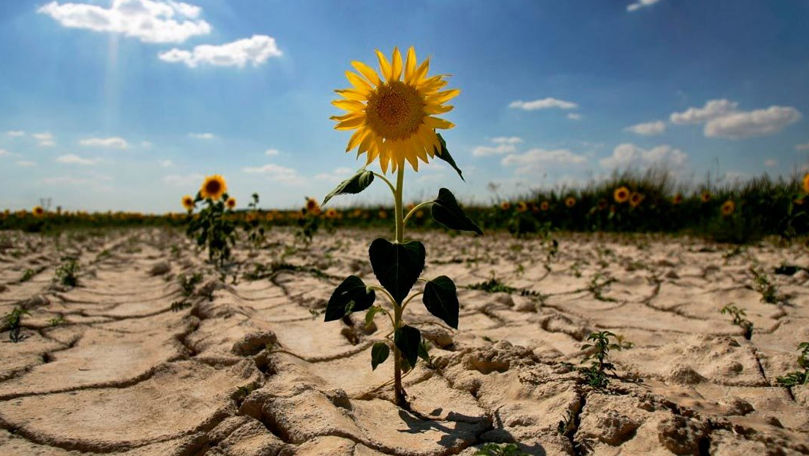 Ministerul Agriculturii, despre demisia lui Bolea: Situația nu se va schimba