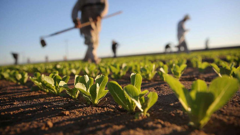 Un nou proiect agricol va fi lansat în Moldova. Precizările Guvernului