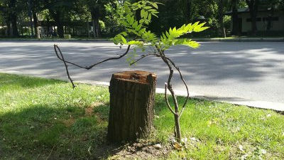 Primăria va cere Ministerului Mediului permisiunea de a înlătura arbori