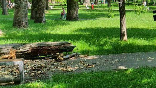 La un pas de tragedie. Un copac a fost cât pe ce să strivească o familie