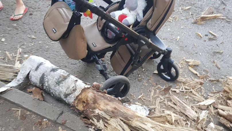 Chișinău: Noi detalii despre cazul crengii căzute lângă o mamă cu copil