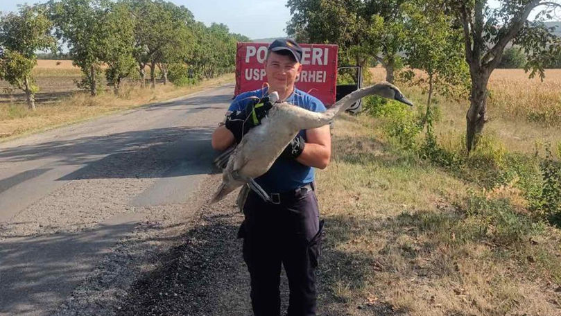 Un pui de lebădă, salvat la Orhei: Era în stare de șoc și deshidratare