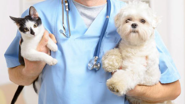 Criză de medici veterinari în Moldova: Cel puțin 35% din posturi sunt vacante