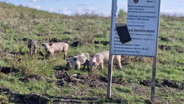 Edineț: Hectare de pădure tânără, distruse din cauza pășunatului ilicit
