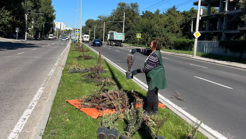 Muncitorii continuă lucrările de plantare a florilor și arbuştilor în Capitală
