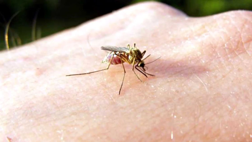 OMS: Țara care a eradicat malaria după 100 de ani