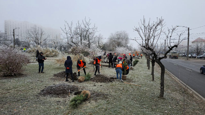 Peste 130 de arbori, plantați pe o stradă din municipiul Chișinău