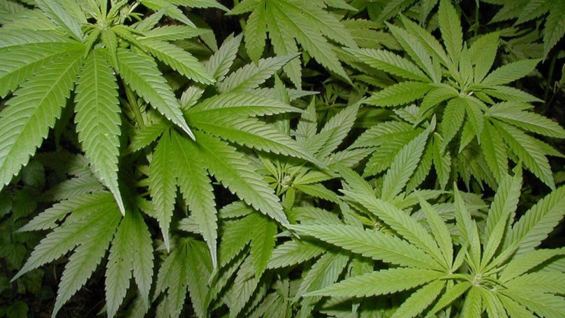 Taraclia: 13 persoane, cercetate penal pentru comercializarea drogurilor