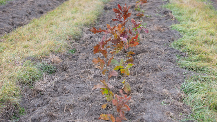 Moldova, mai verde: Peste 1,5 milioane de puieți, plantați în două zile